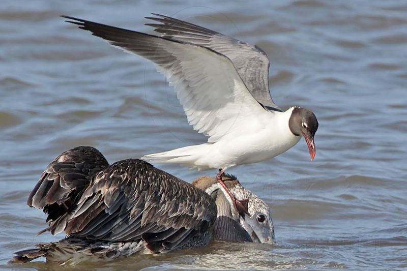 _MG_3956 Laughing Gull & Brown Pelican.jpg