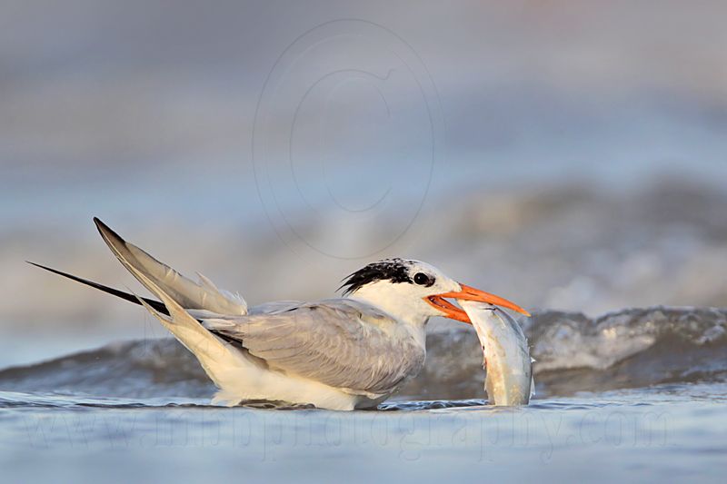 _MG_1486 Royal Tern.jpg