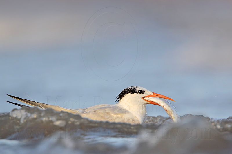 _MG_1493 Royal Tern.jpg