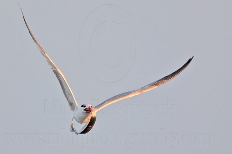 _MG_1524 Royal Tern.jpg
