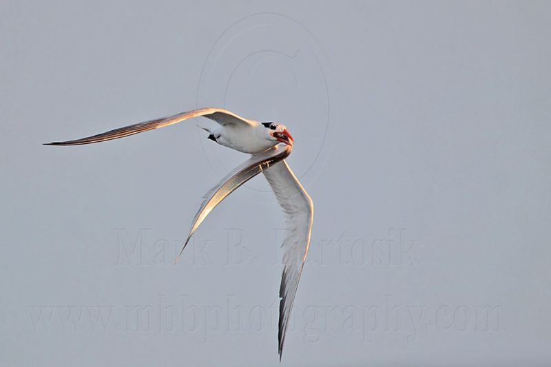 _MG_1527 Royal Tern.jpg