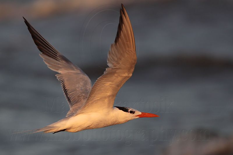 _MG_1586 Royal Tern.jpg