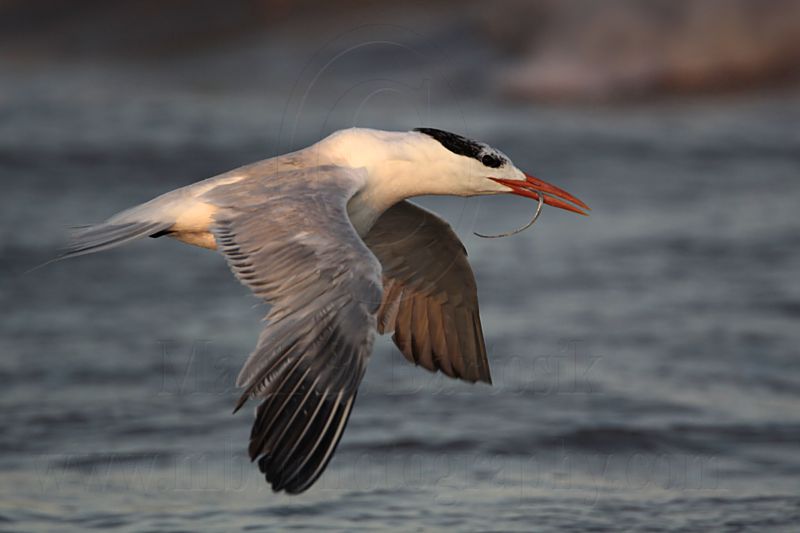 _MG_1593 Royal Tern.jpg