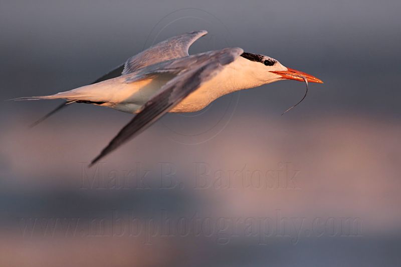 _MG_1600 Royal Tern.jpg