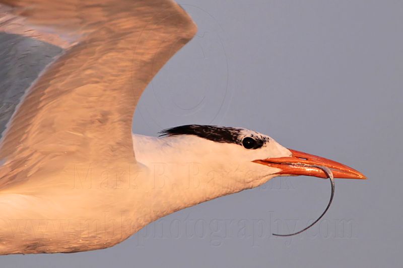 _MG_1604 Royal Tern.jpg