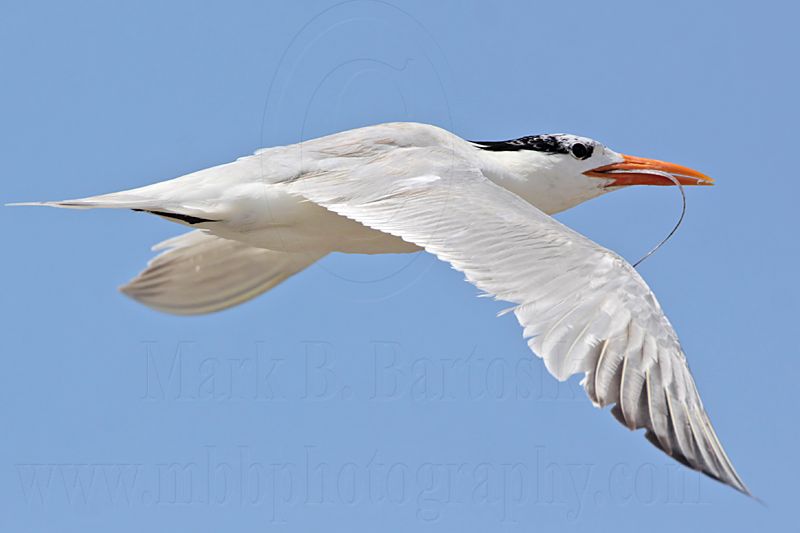 _MG_5884 Royal Tern.jpg