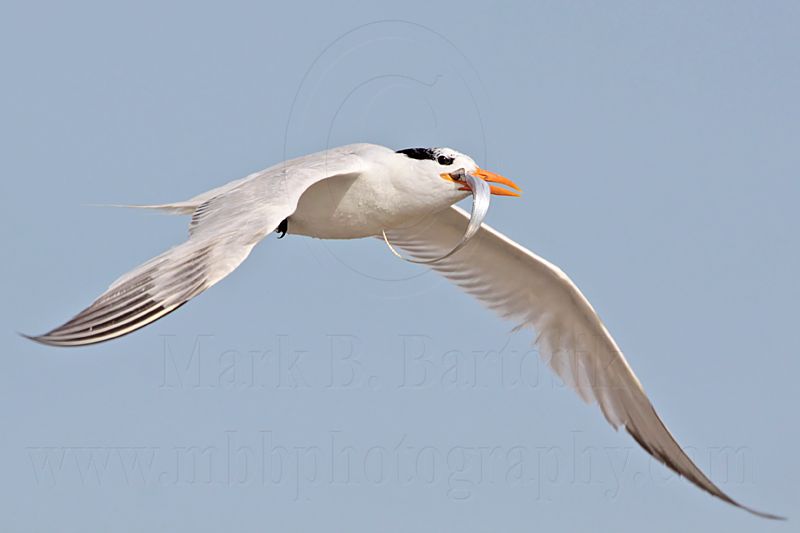 _MG_8337 Royal Tern.jpg