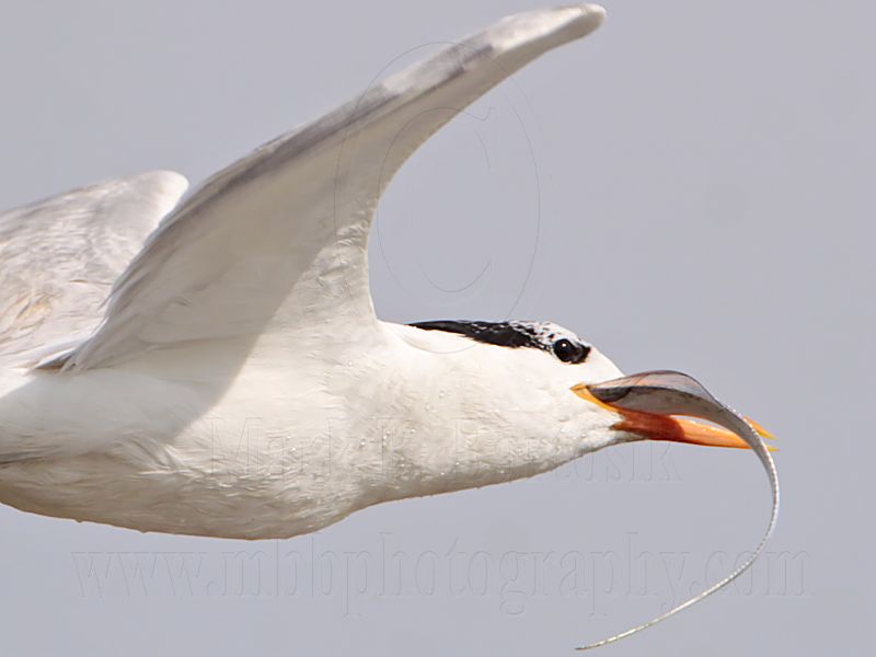 _MG_8356 Royal Tern.jpg
