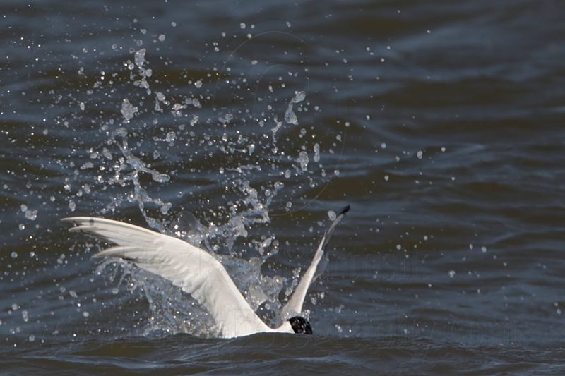 _MG_1177 Royal Tern.jpg