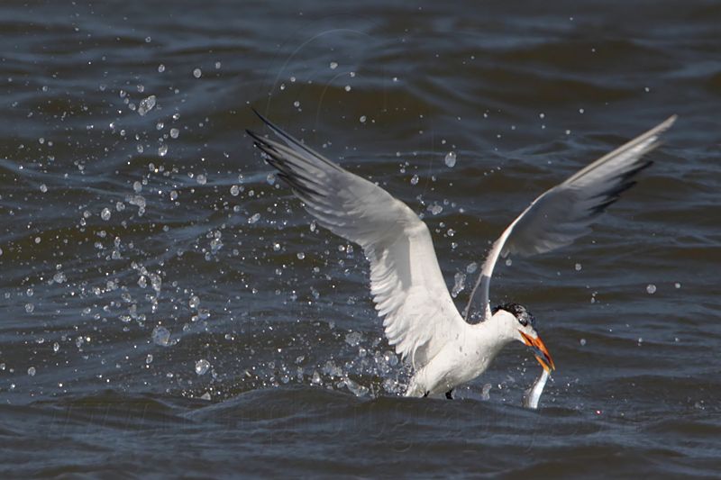 _MG_1178 Royal Tern.jpg