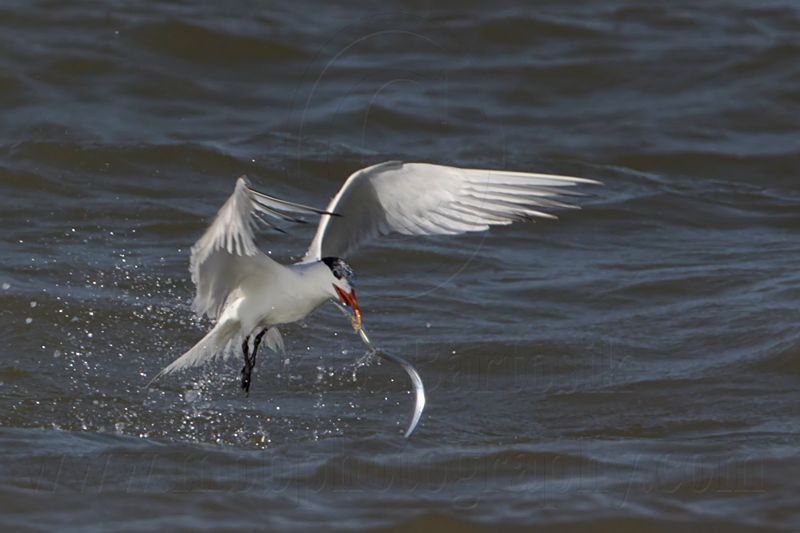 _MG_1179 Royal Tern.jpg