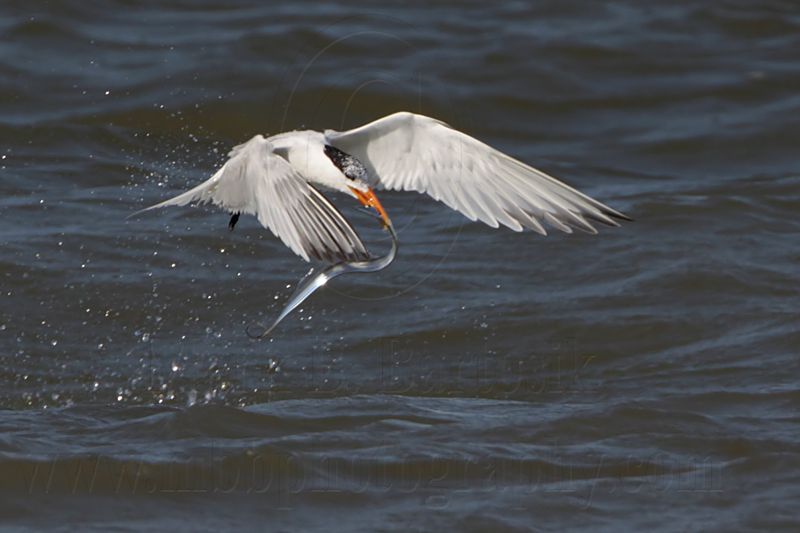 _MG_1180 Royal Tern.jpg