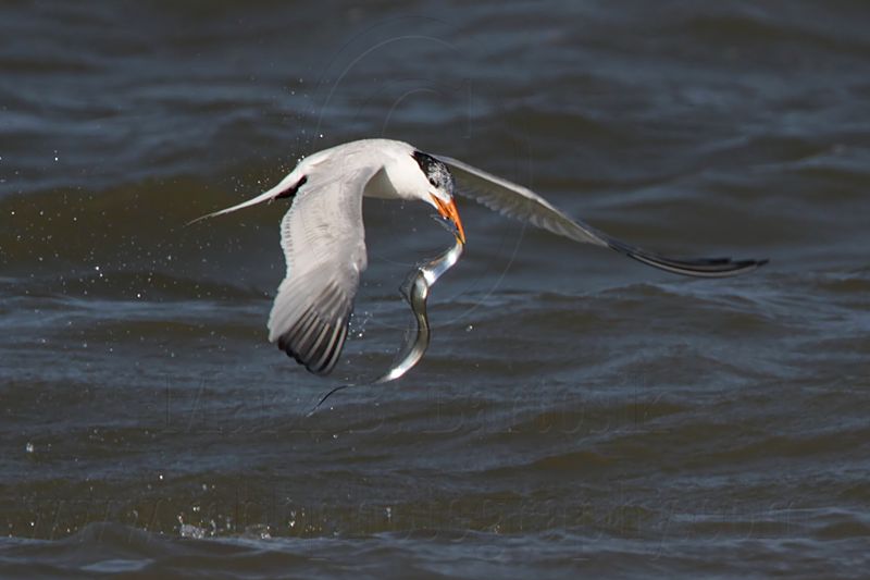 _MG_1181 Royal Tern.jpg