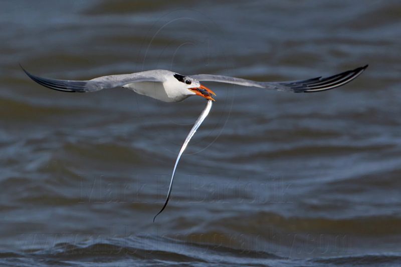 _MG_1196 Royal Tern.jpg