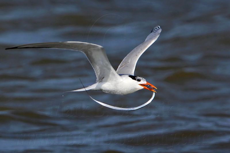 _MG_1197 Royal Tern.jpg