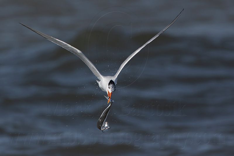 _MG_1202 Royal Tern.jpg