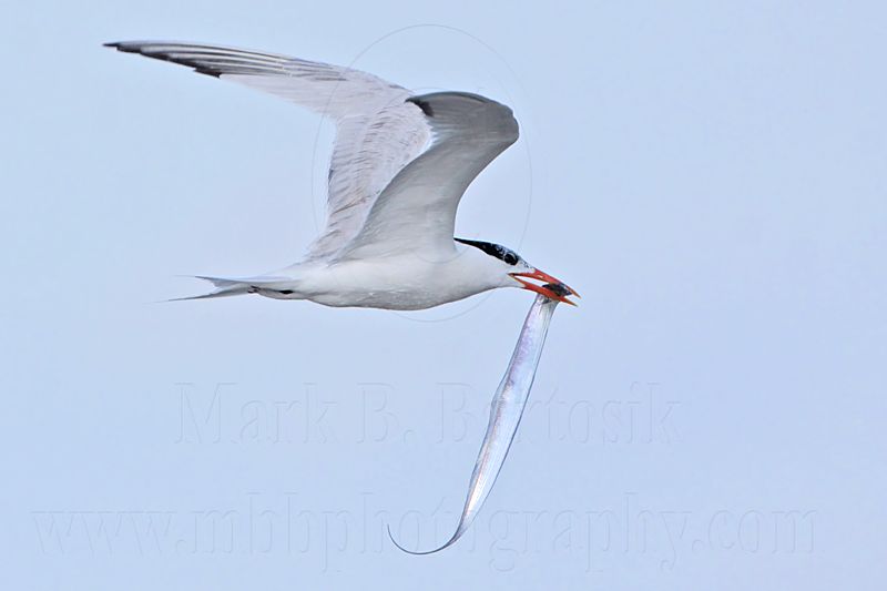 _MG_1217 Royal Tern.jpg