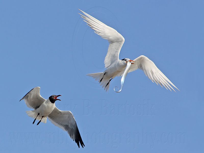 _MG_1280 Royal Tern & Laughing Gull.jpg