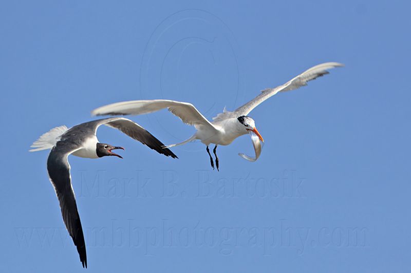 _MG_1285 Royal Tern & Laughing Gull.jpg