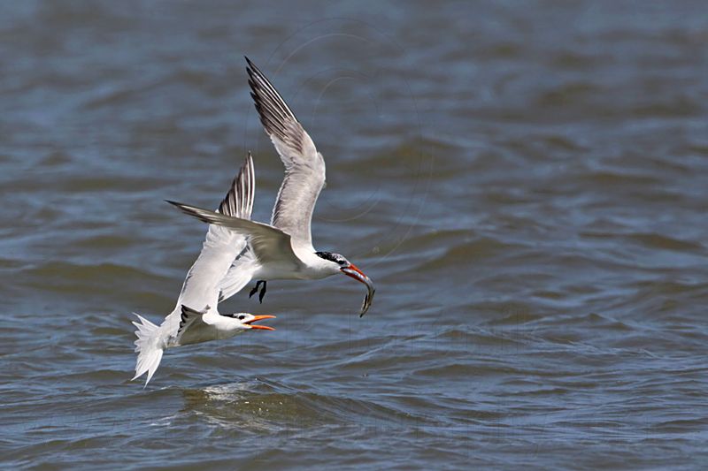 _MG_9964 Royal Tern.jpg
