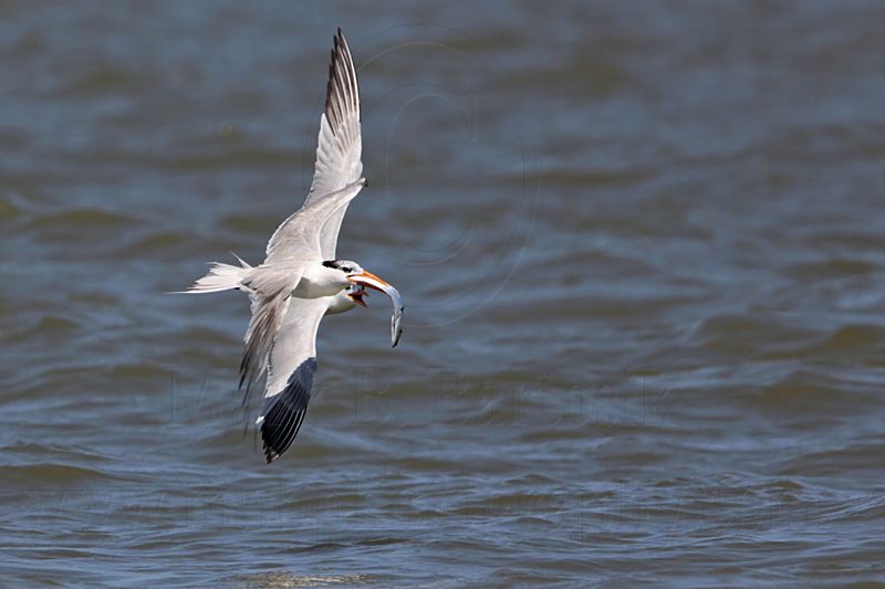 _MG_9965 Royal Tern.jpg