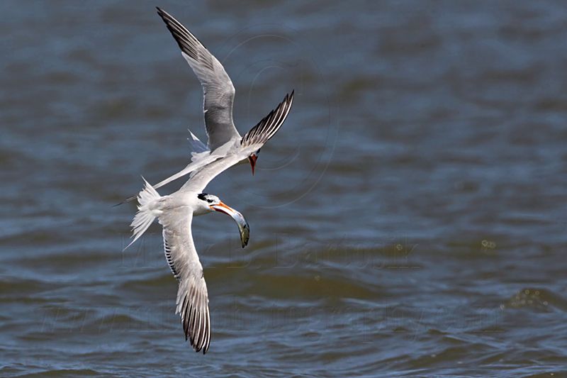 _MG_9966 Royal Tern.jpg