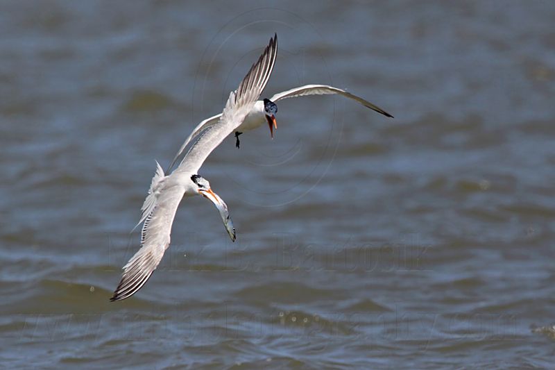 _MG_9967 Royal Tern.jpg