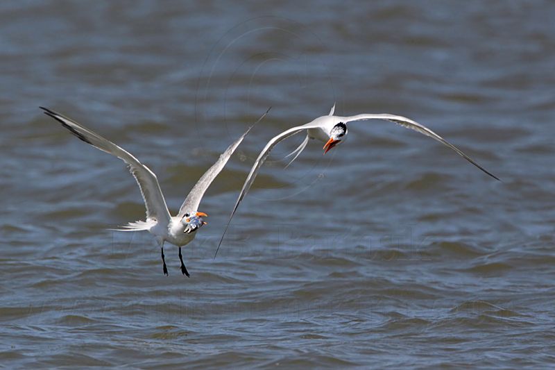 _MG_9972 Royal Tern.jpg