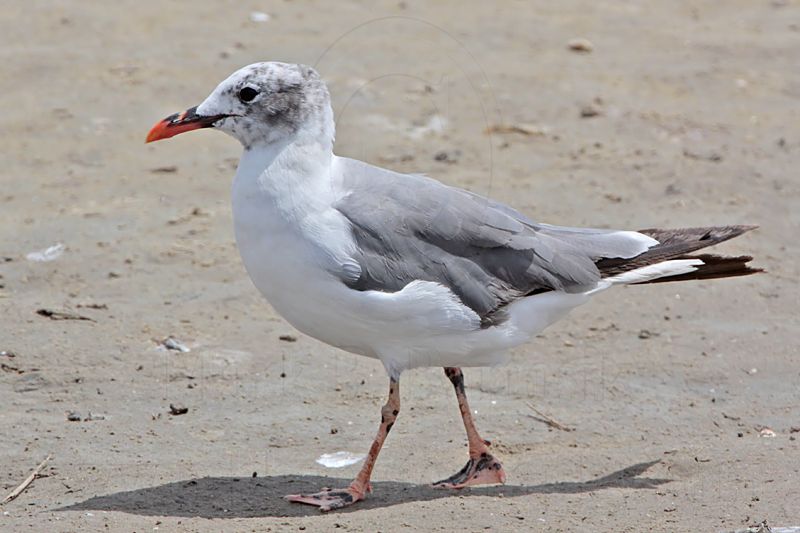 _MG_2815 Laughing Gull.jpg