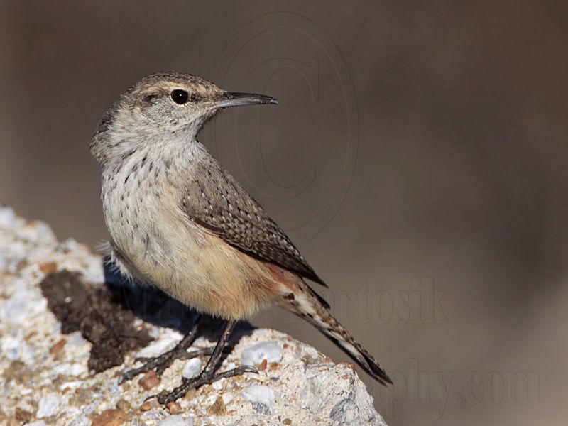_MG_4244 Rock Wren.jpg