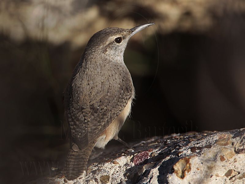 _MG_4393 Rock Wren.jpg