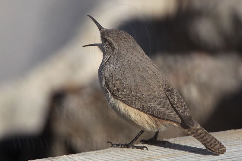 _MG_4425 Rock Wren.jpg