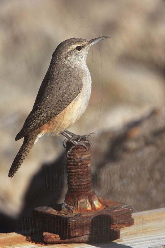 _MG_4458 Rock Wren.jpg