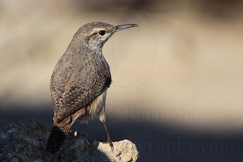 _MG_4529 Rock Wren.jpg