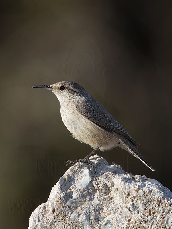 _MG_4836 Rock Wren.jpg