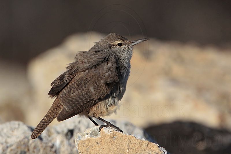 _MG_4904 Rock Wren.jpg