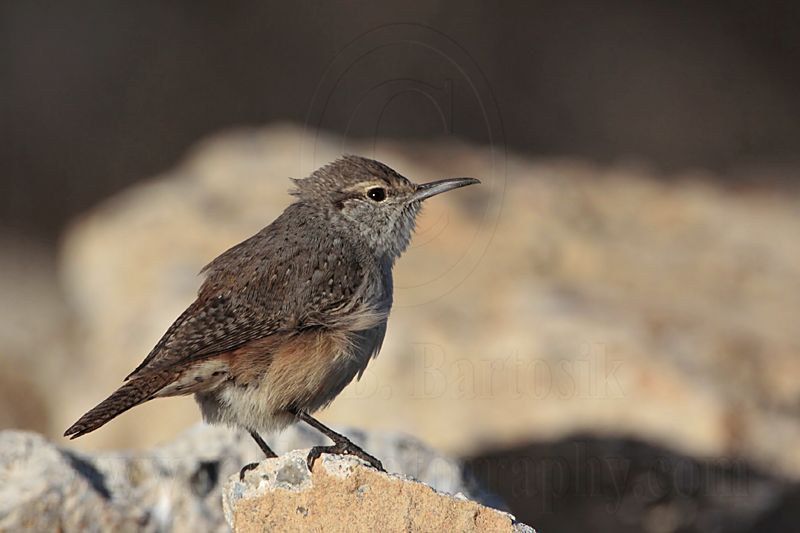 _MG_4908 Rock Wren.jpg