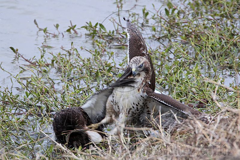 _MG_4611 Red-tailed Hawk taking Mallard.jpg
