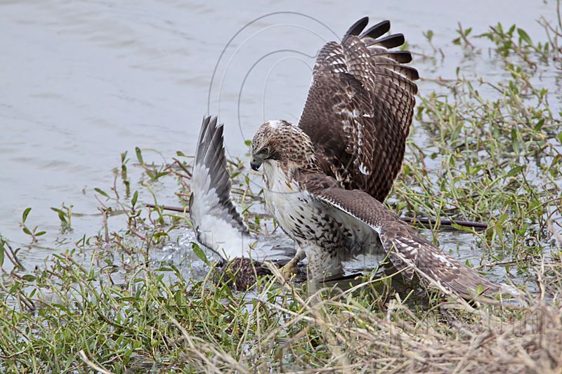 _MG_4638 Red-tailed Hawk taking Mallard.jpg
