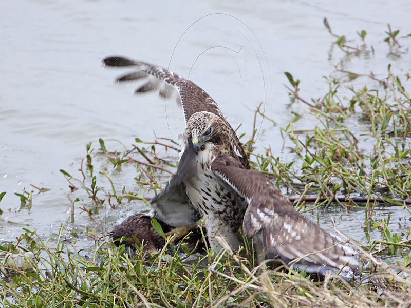_MG_4644 Red-tailed Hawk taking Mallard.jpg