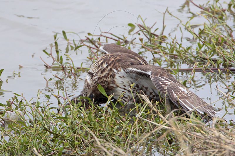 _MG_4679 Red-tailed Hawk taking Mallard.jpg