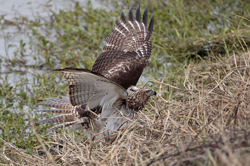 _MG_4802 Red-tailed Hawk taking Mallard.jpg