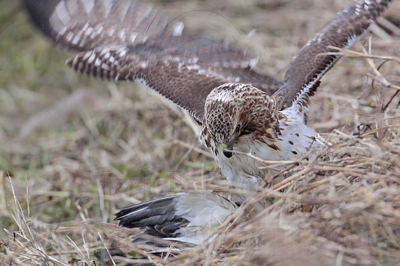 _MG_5250 Red-tailed Hawk taking Mallard.jpg
