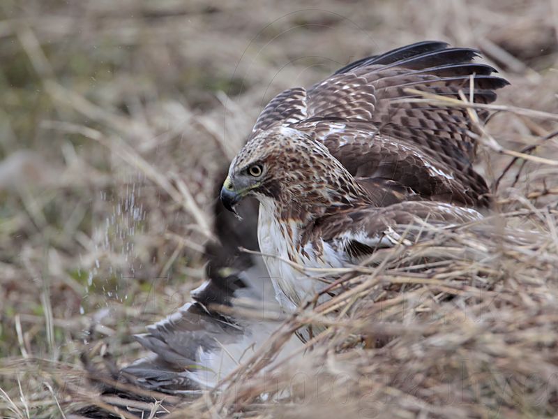 _MG_5254 Red-tailed Hawk taking Mallard.jpg