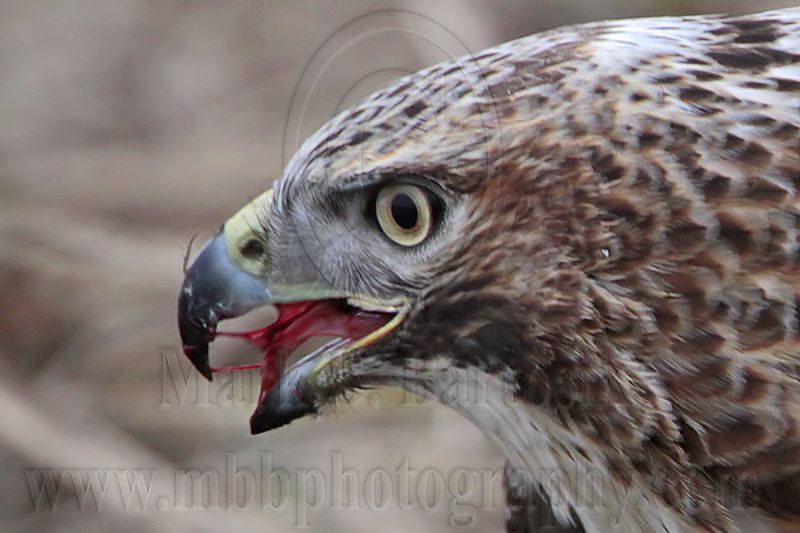 _MG_5516crop Red-tailed Hawk taking Mallard.jpg