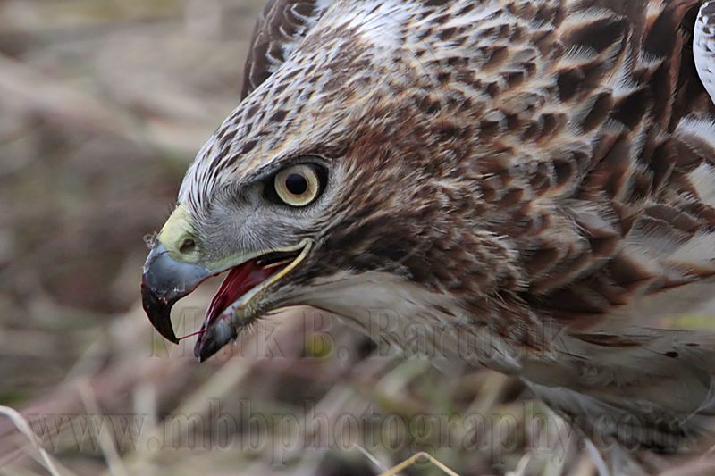 _MG_5534 Red-tailed Hawk taking Mallard.jpg