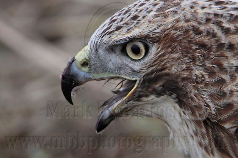 _MG_5655 Red-tailed Hawk taking Mallard.jpg