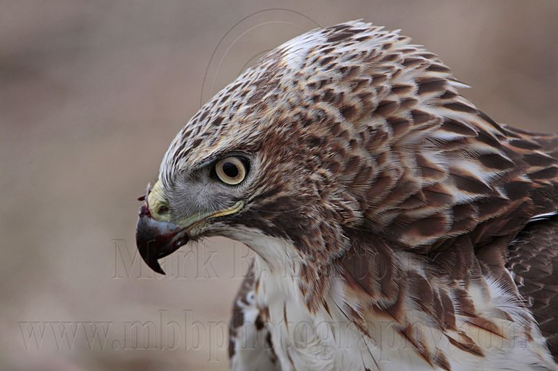 _MG_5749 Red-tailed Hawk.jpg