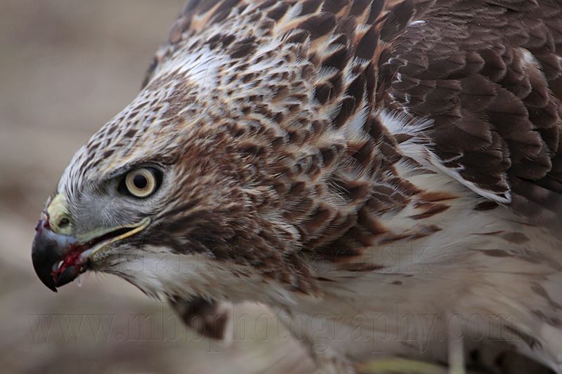 _MG_5805 Red-tailed Hawk.jpg