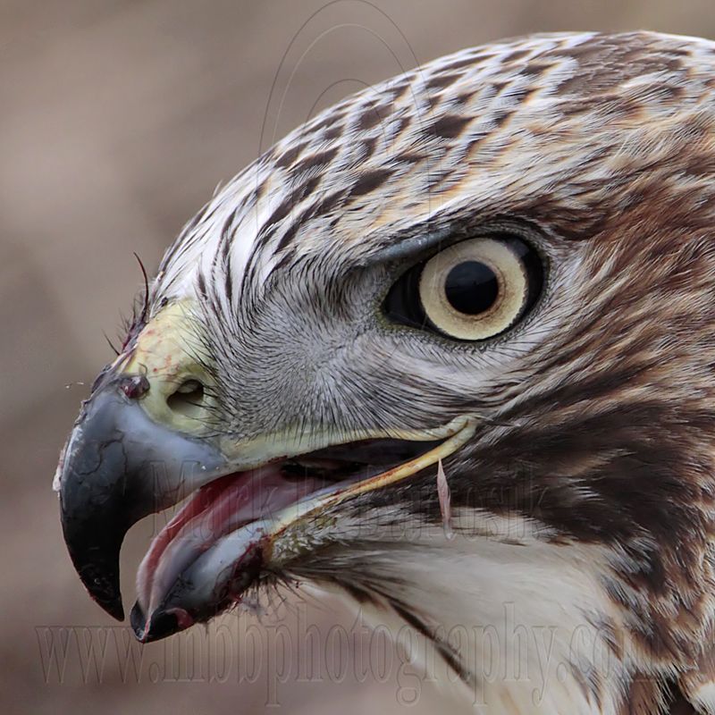 _MG_6114crop Red-tailed Hawk taking Mallard.jpg